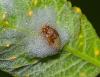 Aphrophora alni